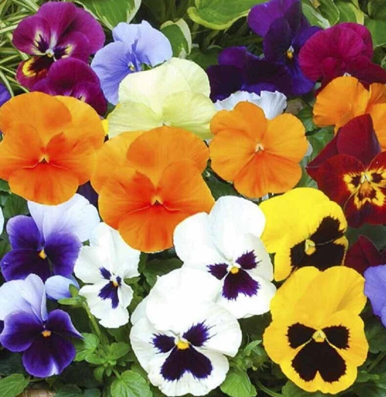 Pansy Seeds 100+ Swiss Giant Mix Mixed Colors Biennial Flower Non-GMO