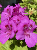 Fresh Organic Geranium Cuttings 3-Pack Pink Purple Pelargonium for Rooting