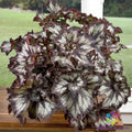 Super Curl Begonia Seeds - 25+ Pack for Garden Planting - USA Grown - Ideal for Home Gardens - Begonia x semperflorens