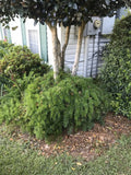 Ornamental Asparagus Fern Seeds - 10 Large Trailing Houseplant Seeds - Asparagus setaceus 'Sprengeri'