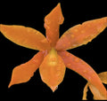 Guaricyclia QF 'Alani Pua Orchid Plant Aurantiaca - Super Bare Root Sale