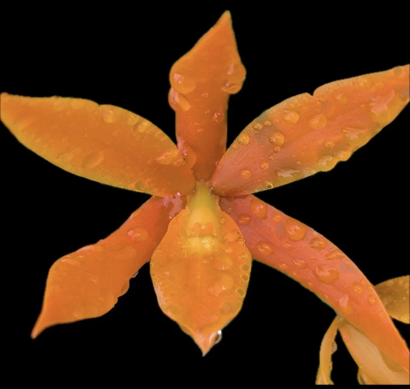 Guaricyclia QF 'Alani Pua Orchid Plant Aurantiaca - Super Bare Root Sale