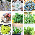 Rare Succulent Seeds Pack - 24 Varieties, Lithops Seeds, 100pcs per Pack - Perfect for Collectors and Gardeners