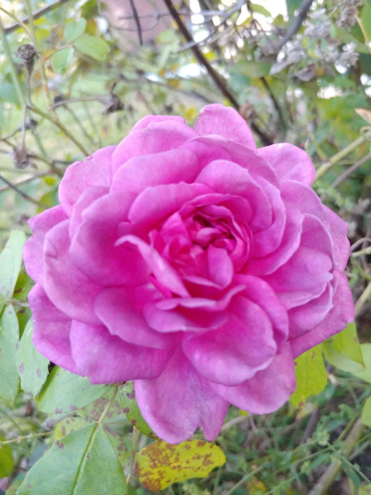 Rose Cuttings 4"-6" Lavender Crush | Edible Jelly, Drink | Rosa spp.
