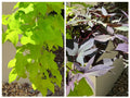 Sweet Potato Cuttings 10 Pack Chartreuse Blackie Rooted Ipomoea batatas