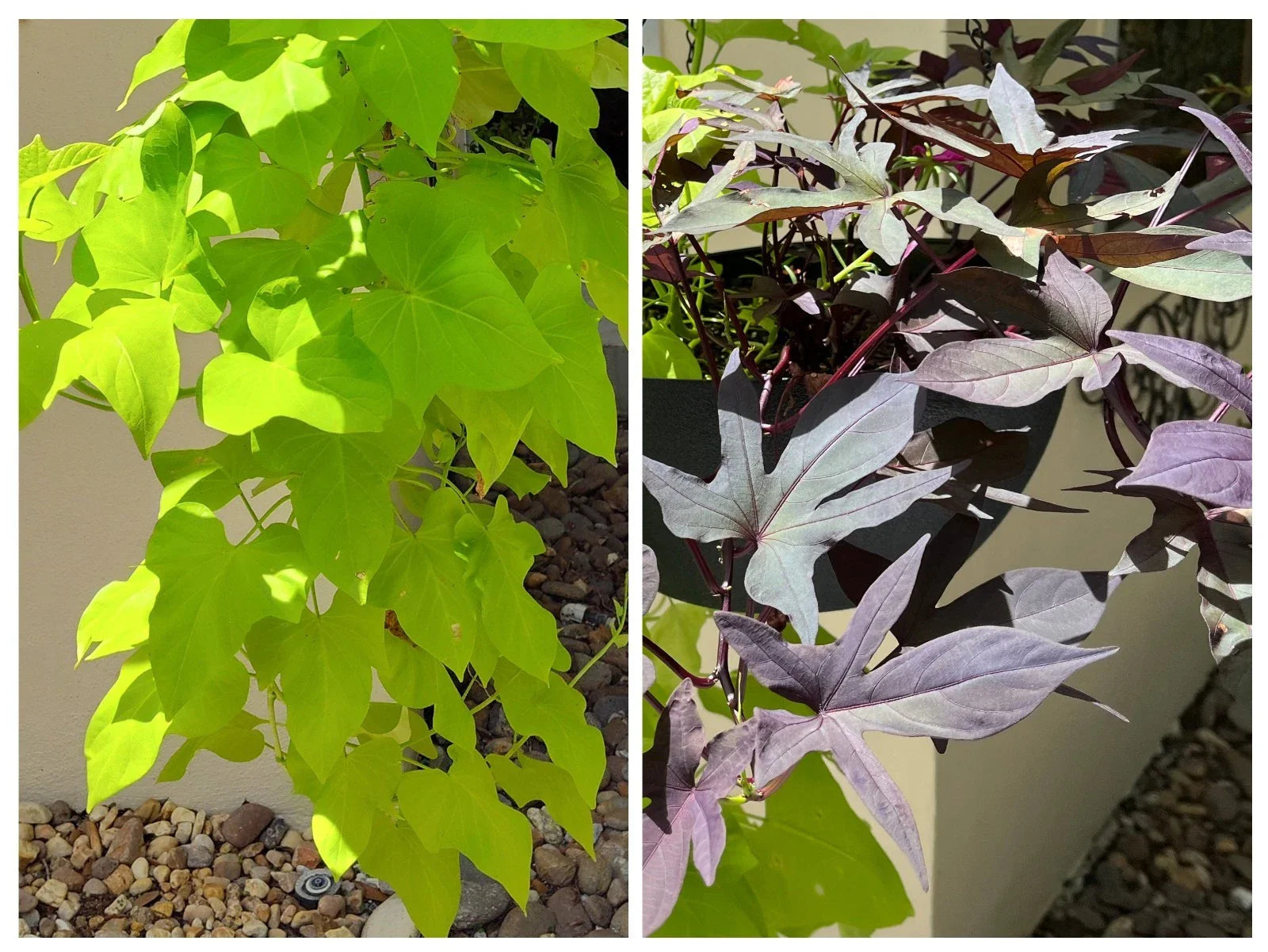 Sweet Potato Cuttings 10 Pack Chartreuse Blackie Rooted Ipomoea batatas