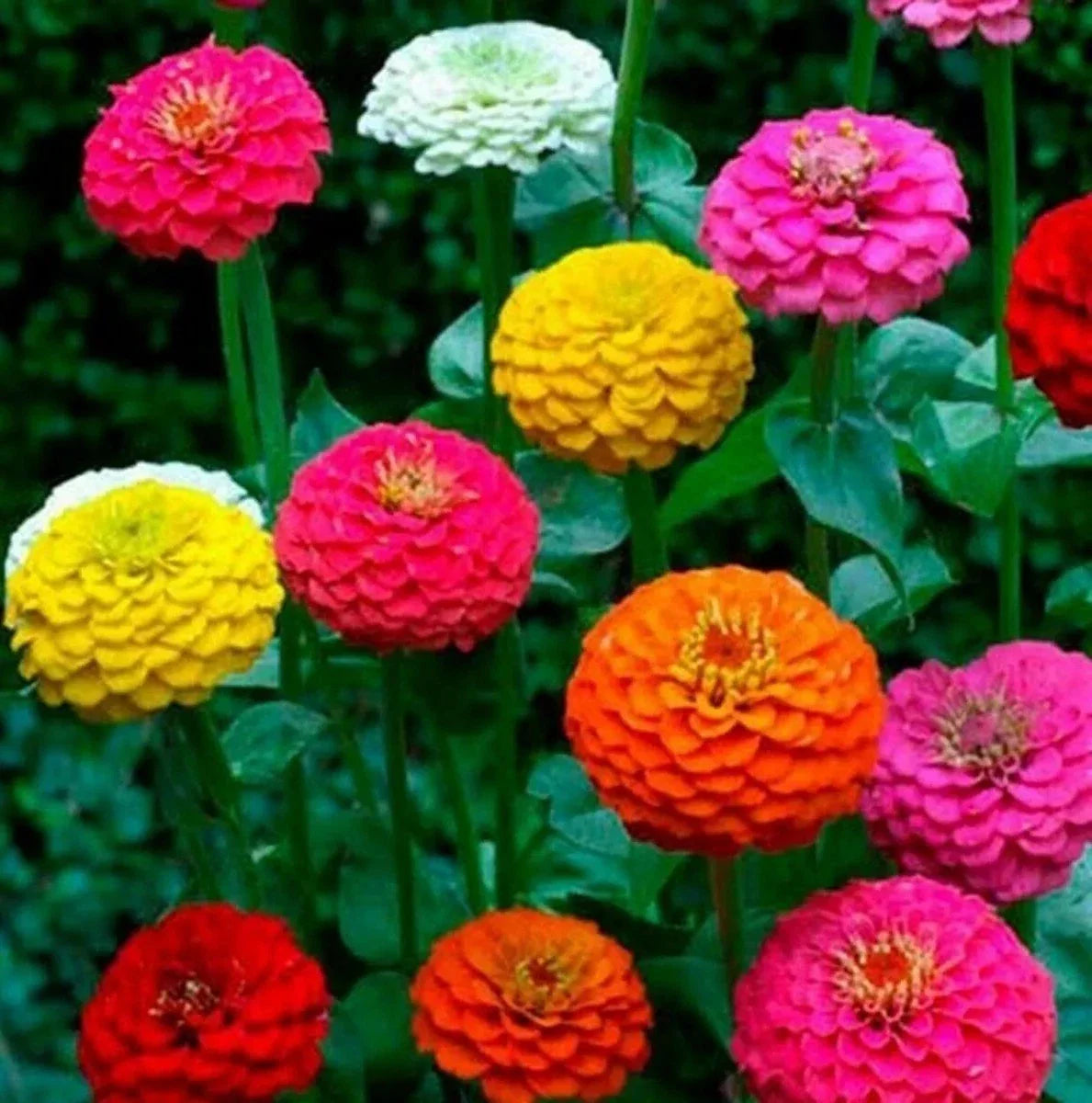 Zinnia Seeds - 100+ Pack - Cut and Come Again - Attracts Butterflies & Hummingbirds - Zinnia elegans