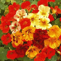 Nasturtium Seeds 35 Dwarf Jewel Mix Organic USA - Tropaeolum majus