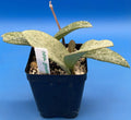 Hoya Carnosa 'Nova Ghost' - 3.5 Inch Pot, Healthy Indoor Plant, Fully Rooted Houseplant, Wax Plant, Succulent.
