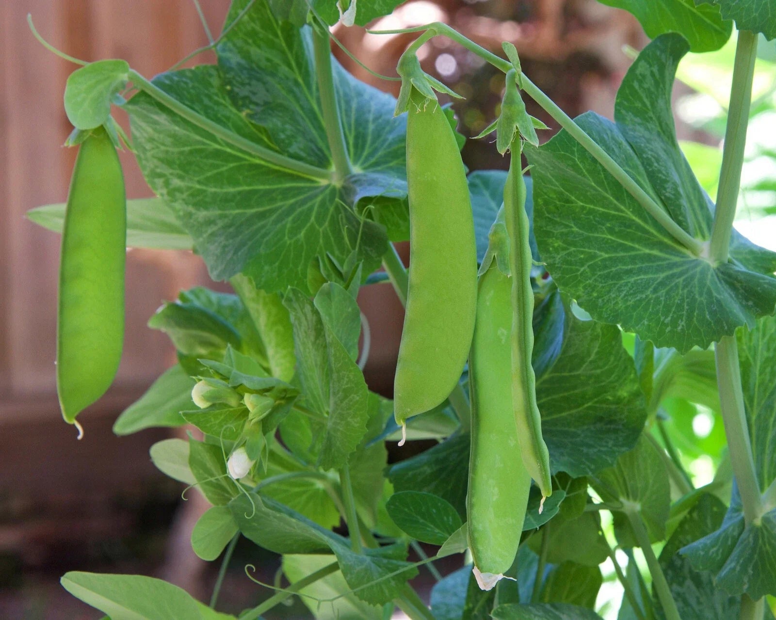 Snow Pea Seeds - 30+ Count - Dwarf Sugar Grey - Chinese Stir Fry Snap Peas - Edible Asian Vegetable