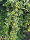 Organic Variegated Ivy Cuttings - Live Plant Cuttings - California USA - Hedera helix