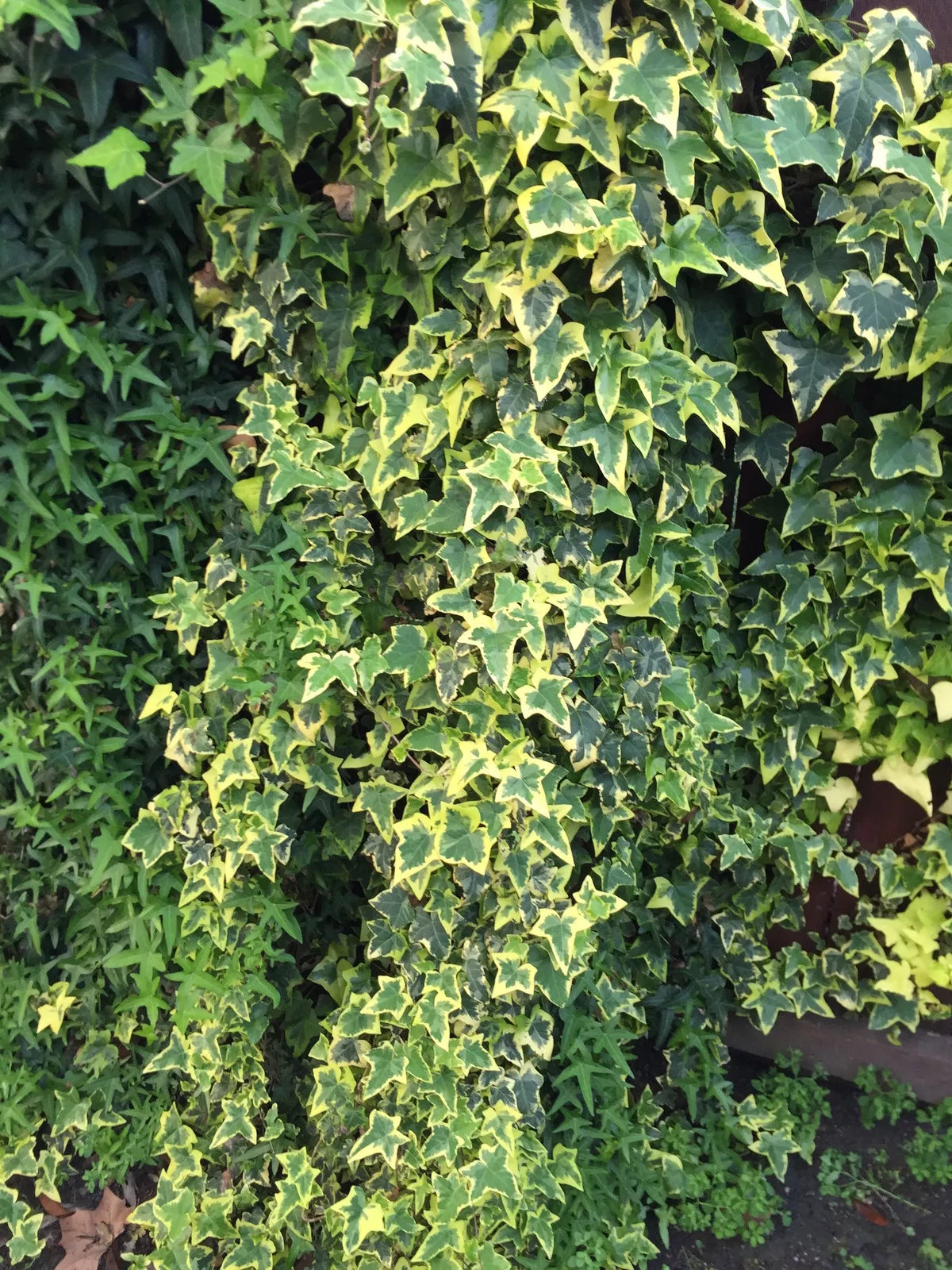 Organic Variegated Ivy Cuttings - Live Plant Cuttings - California USA - Hedera helix