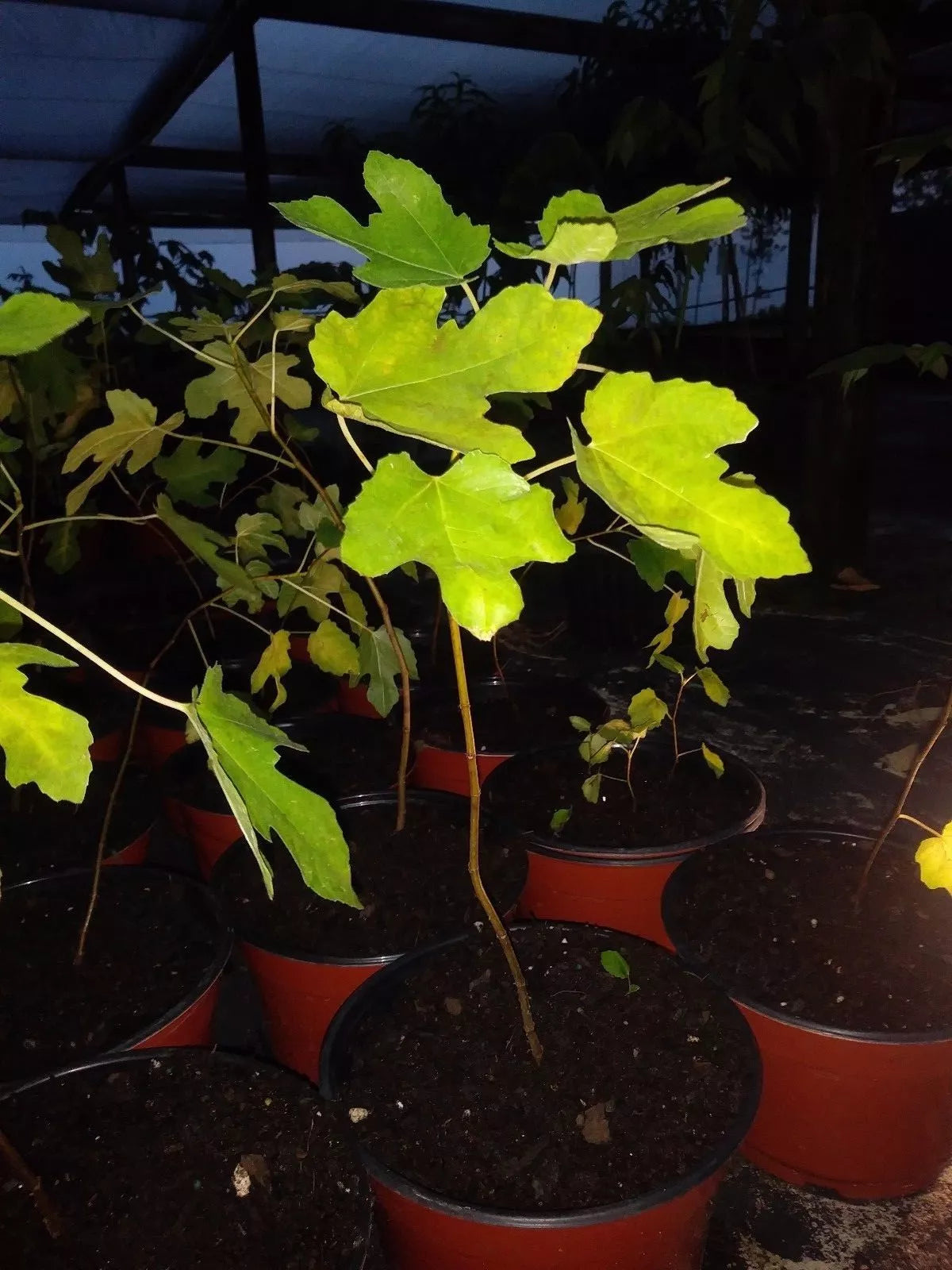 Ficus Latarula Fig Tree 5-8" Cold Hardy Plant