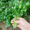Cilantro Seeds 50+ Non-GMO Annual Herb (Coriandrum sativum) for Culinary Use, Direct Sow, Frost Tolerant