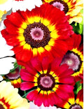 Painted Daisy Seeds 50 Count - Red/Orange Variety, Chrysanthemum carinatum, German Flag