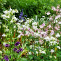 Dwarf European Columbine Seeds - Mixed Colors Perennial - Aquilegia vulgaris - Non-GMO - 200 Seeds