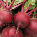 Ruby Queen Beet Seeds - 200+ Count - Dark Red Blood Turnip (Beta vulgaris) for 2025 Planting