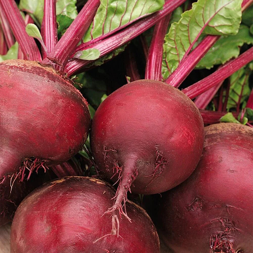 Ruby Queen Beet Seeds - 200+ Count - Dark Red Blood Turnip (Beta vulgaris) for 2025 Planting