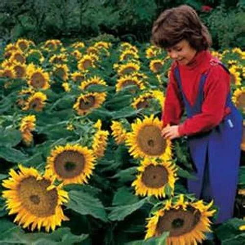 Dwarf Sunspot Sunflower Seeds | 50+ Seeds | Exotic Flower Seeds | Helianthus annuus