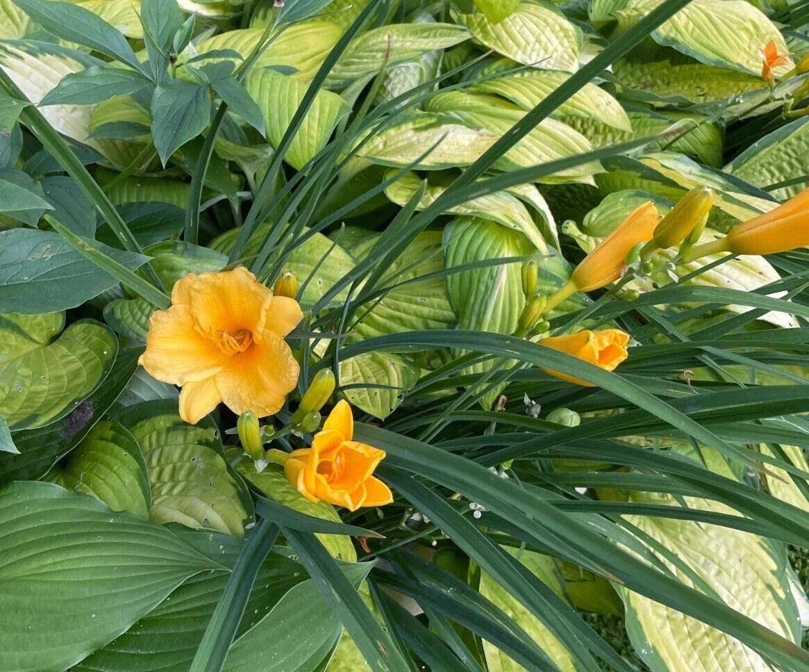 15 Stella D'oro Daylily Bulbs, Bare Roots, Yellow Flowers, Hemerocallis 'Stella D'oro', Spring Planting, Deer Resistant