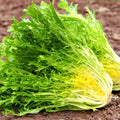 Frisee Endive Seeds - Yellow Green Chicory Curly Leaf - Cichorium endivia - Ideal for 2025 Planting