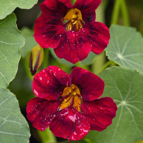 Nasturtium Seeds | Heirloom Black Velvet Variety | Non-GMO | Garden Flower Seeds | Tropaeolum majus