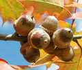 Red Oak Acorns - 50 Seeds - Quercus rubra - Oak Tree - Mature Height 50-70 ft - Ideal for Zones 4-8