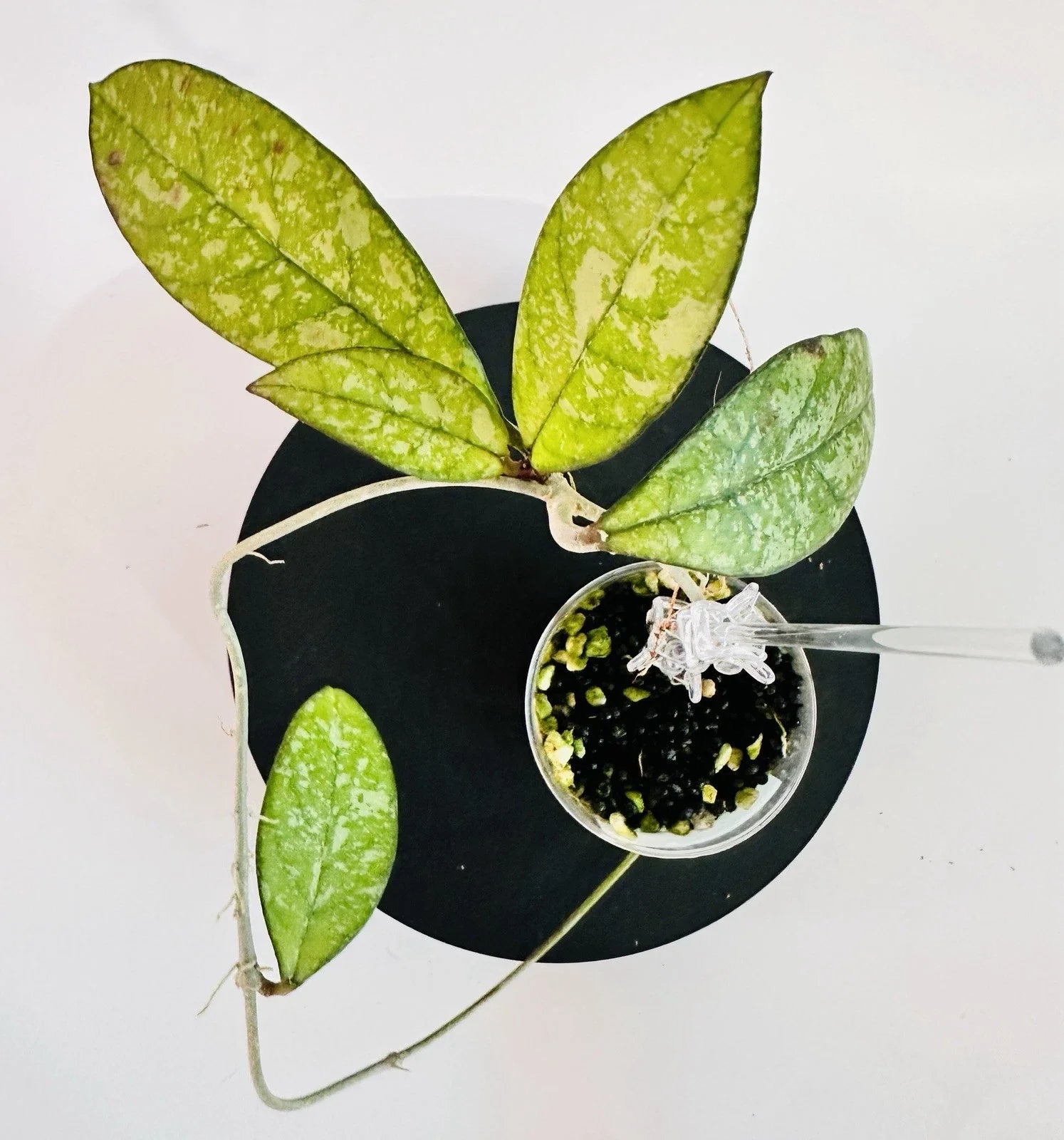 Hoya Crassipetiolata Super Splash Plant - Exotic Variegated Houseplant - Perfect Add-On for Collectors