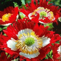 Landscaper's Pack Poppy Seeds - Danish Flag Red & White, Non-GMO, 5000 Seeds, Papaver spp.
