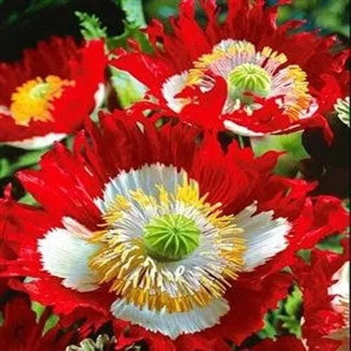 Landscaper's Pack Poppy Seeds - Danish Flag Red & White, Non-GMO, 5000 Seeds, Papaver spp.
