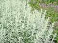 Prairie Sage Flower Seeds 300+ White Sagebrush Perennial Native Wildflower (Artemisia ludoviciana) for Smudging
