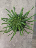 Euphorbia flanaganii Medusa's Head Plant in 4" Pot | Unique Succulent with Curly Tentacles | Rooted Plant