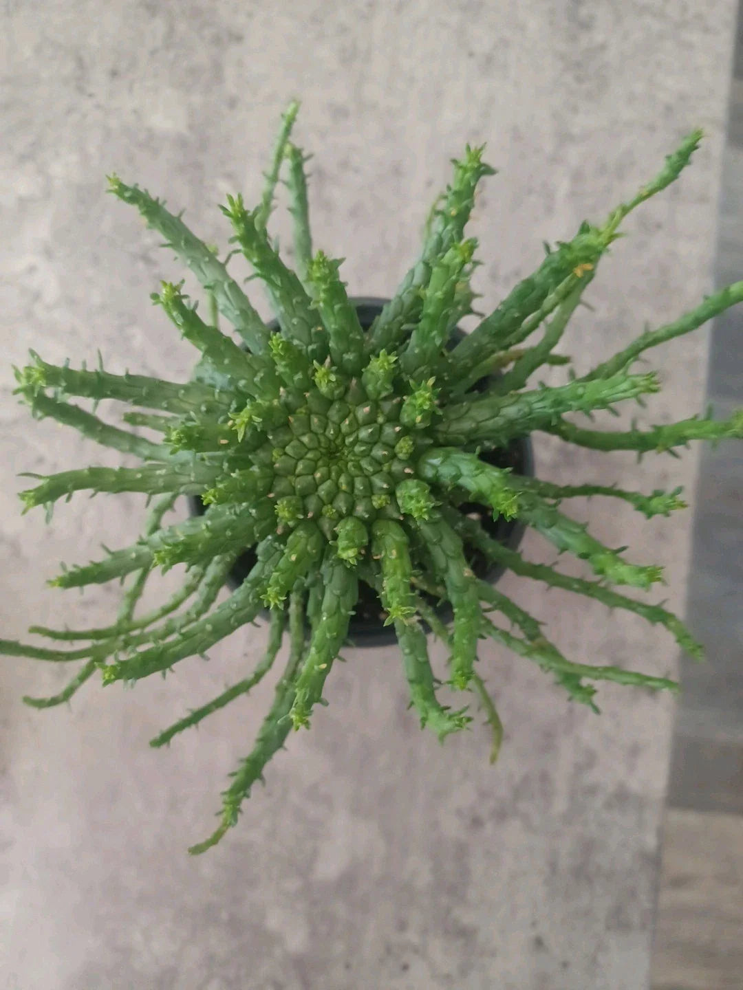 Euphorbia flanaganii Medusa's Head Plant in 4" Pot | Unique Succulent with Curly Tentacles | Rooted Plant