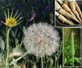 Mammoth Sandwich Island Salsify Seeds - 50+ Seeds - White Oyster - Tragopogon porrifolius