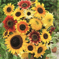 Sunflower Seed Mix - 50 Non-GMO Seeds, Here Comes the Sun Variety, Bees Love, Helianthus spp.