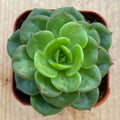 Rare Sedeveria 'Rolly' Succulent Plant in 2" Pot for Wall Decor, Indoor Plant, Low Maintenance, Unique Home Decor