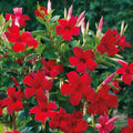 Set of 2 Live Red Mandevilla Vines - 4–6” Tall - No Pot - Mandevilla spp.