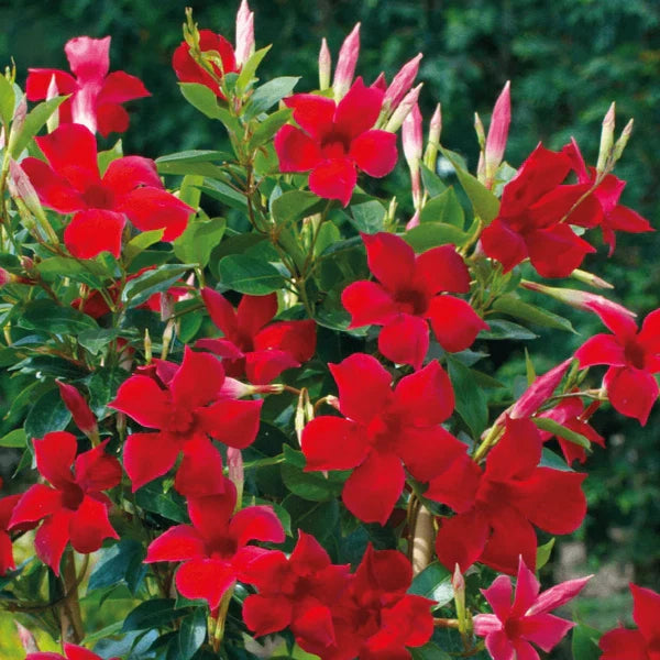 Set of 2 Live Red Mandevilla Vines - 4–6” Tall - No Pot - Mandevilla spp.
