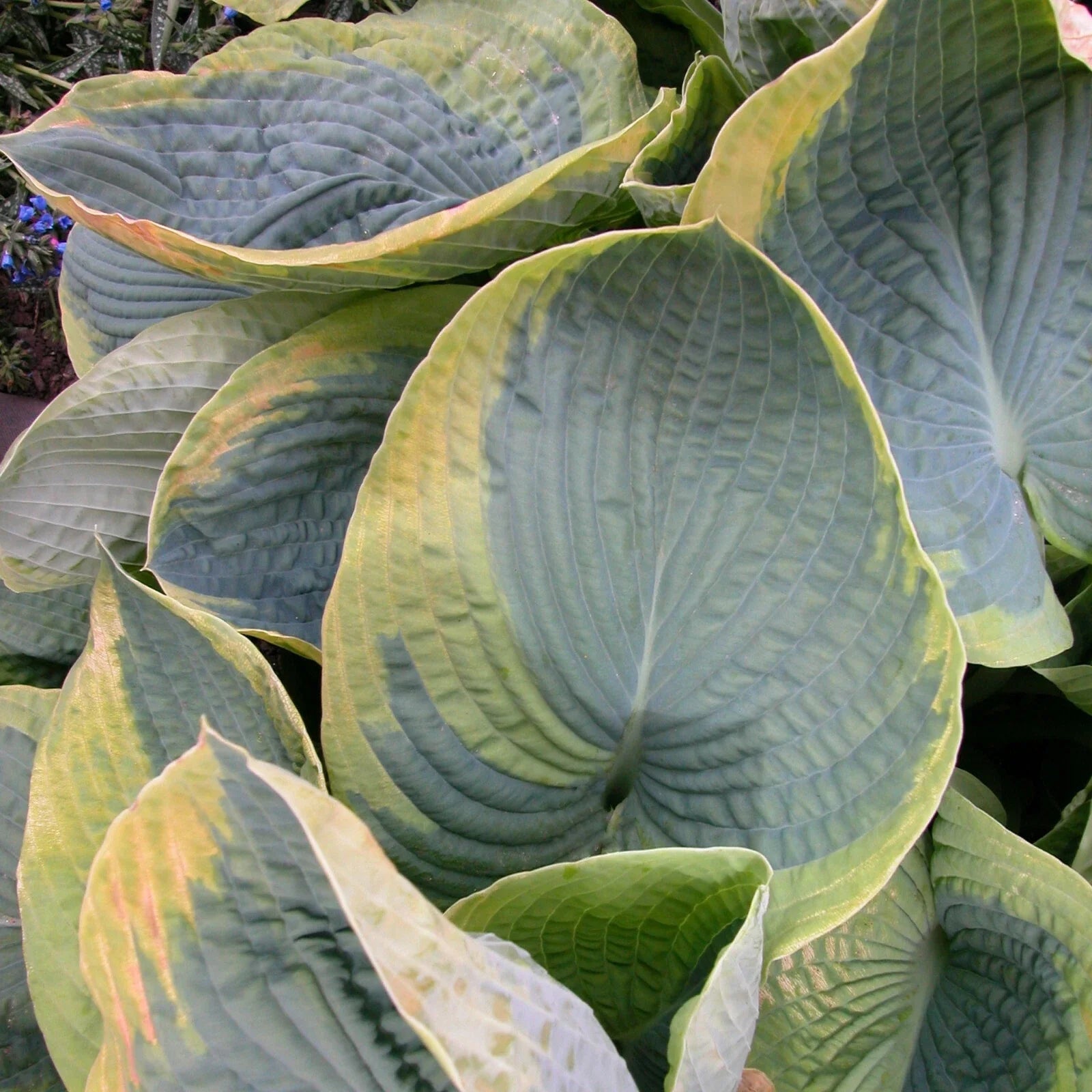Hosta Frances Williams Perennial Plant in 5.25" Pot | Blue Variegated Foliage | Shade Tolerant | Hosta sieboldiana
