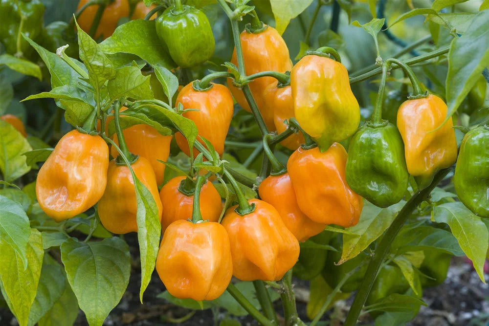 Orange Habanero Pepper Seeds - 100 Count Bulk - Hot 350,000 Scoville - Capsicum chinense