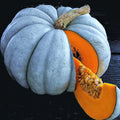Jarrahdale Blue Pumpkin Seeds - Winter Squash Seeds for 2025 Planting - Cucurbita maxima 'Jarrahdale'