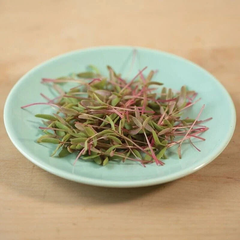 Red Purslane Seeds, Non-GMO, Mild Flavor, Portulaca Oleracea, Fast Shipping with Tracking