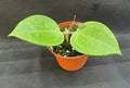 Rare Hoya sp. 33 AP 1054 Rooted Plant 2.5" Pot
