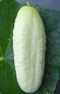 White Wonder Cucumber Seeds - 50+ Seeds - Culinary Pickling Variety - Cucumis sativus - Free Shipping