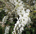 Silky White Wisteria Seeds - 5 Pack Climbing Flower Perennial - Wisteria floribunda - USA Seller