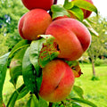 Dwarf Peach Tree Seeds - Loring Variety NEMAGUARD (Prunus persica) - Fast Hardy Fruit Plant