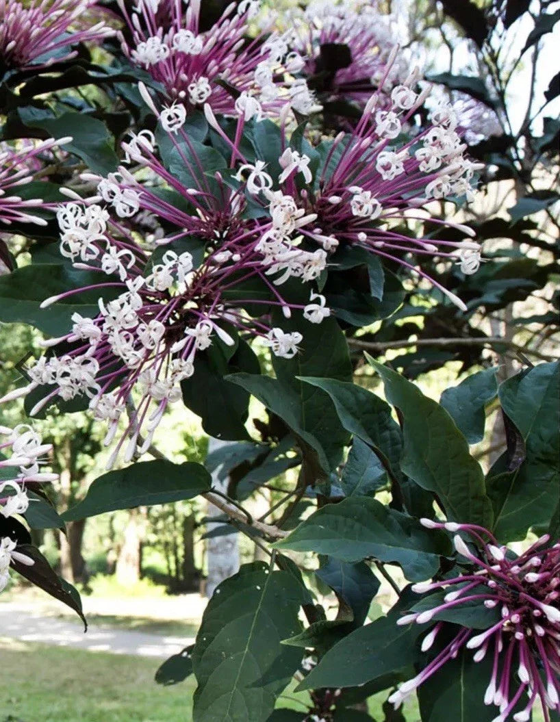 Shooting Star Plant Cuttings - 6 Quad Cuttings - Clerodendrum Quadriloculare Starburst