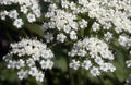 Anise Licorice Plant Seeds - 135 Seeds - GroCo USA - Herbal Garden Seeds for Aromatic Cooking and Medicinal Use