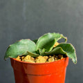 Snake Plant 4" Garden Houseplant, Sansevieria subspicata, Succulent Variety for Indoor Decor