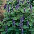 Anise Hyssop Seeds - Non-GMO Herb Seeds for Gardening - Agastache foeniculum - With Tracking